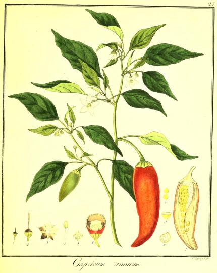 Capsicum annuum